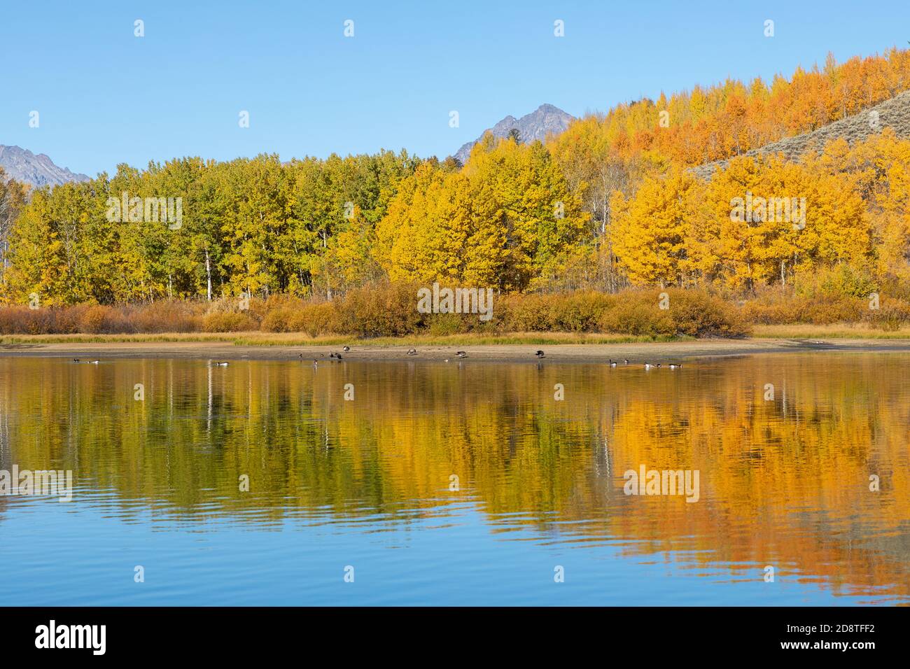 Scenic Reflection Landscape in the Tetons in Autumn Stock Photo - Alamy