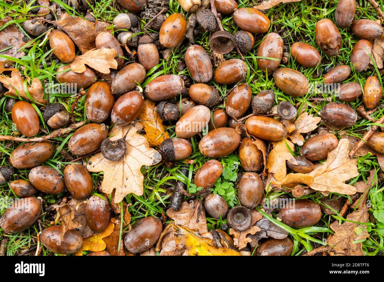 Lots of fallen acorns under an english oak tree during a mast year, autumn 2020. Bumper year for acorns. Stock Photo