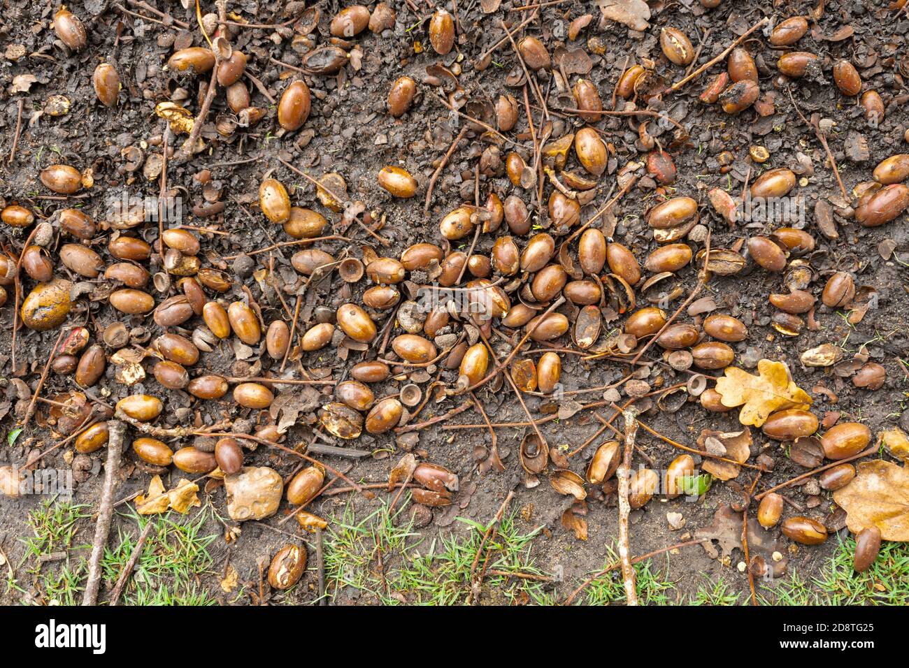Lots of fallen acorns under an english oak tree during a mast year, autumn 2020. Bumper year for acorns. Stock Photo