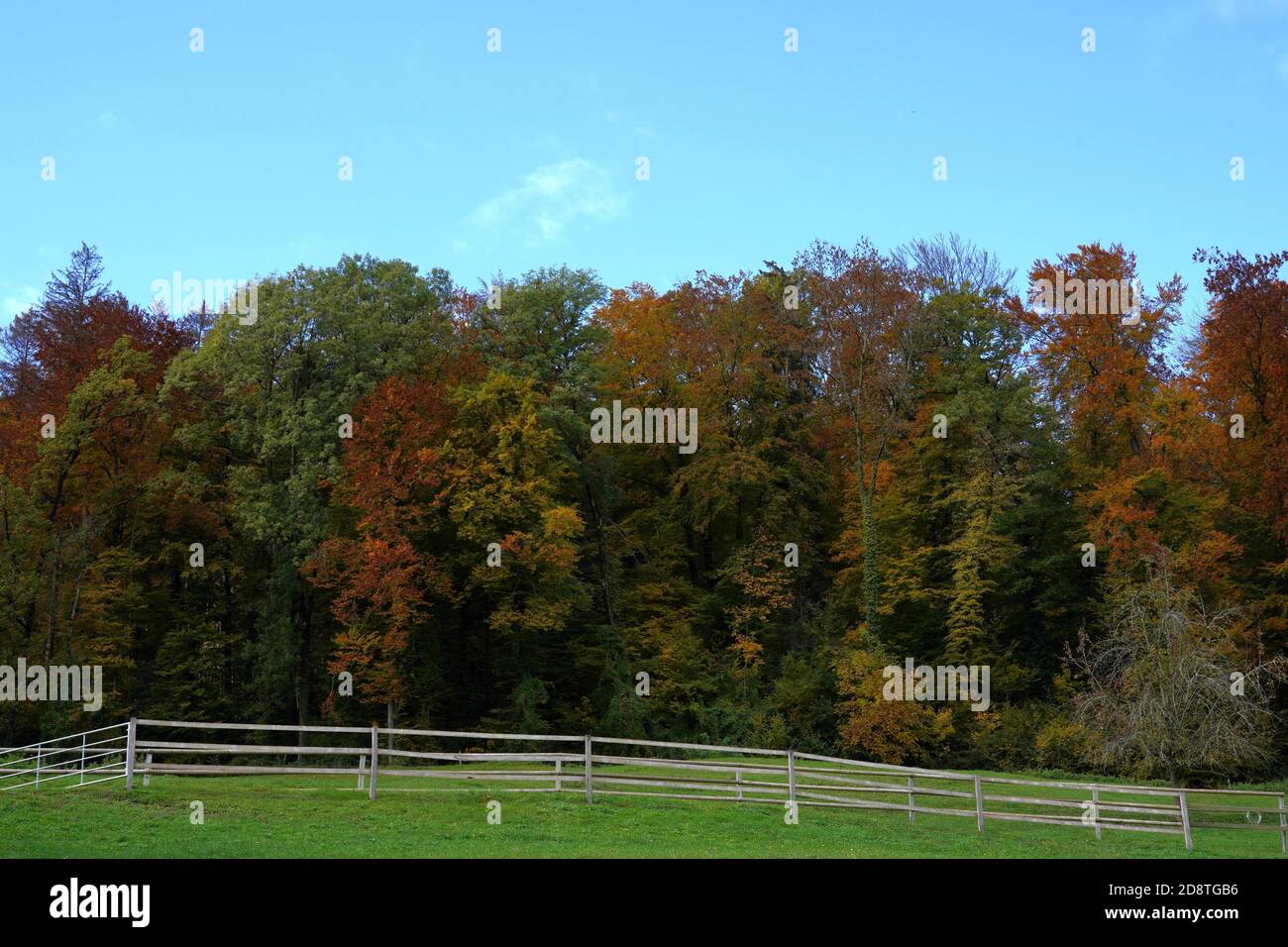 Pasture or grazing land with enclosures for cattle with a deciduous forest in various autumn colors on the background. The pastures are in dairy farm. Stock Photo