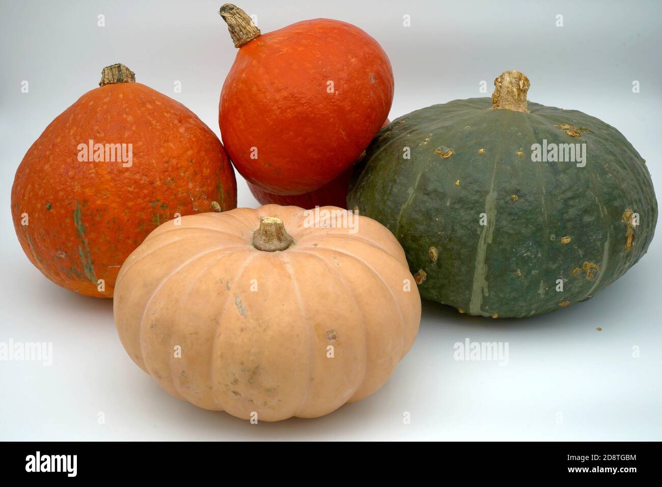 pumpkin species identifier