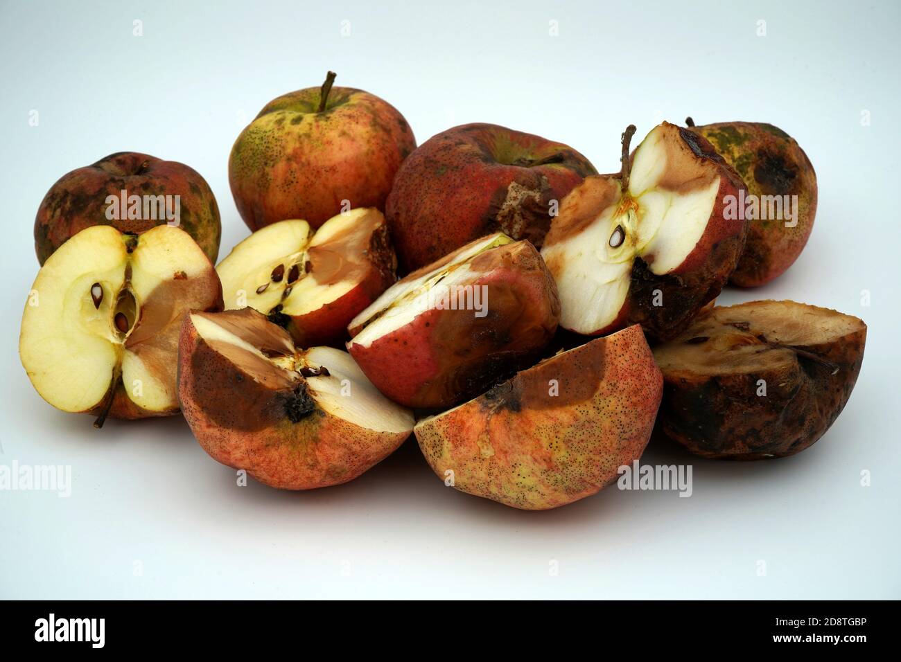 Moulded and rotten apples, some of them cut in halves showing their ...