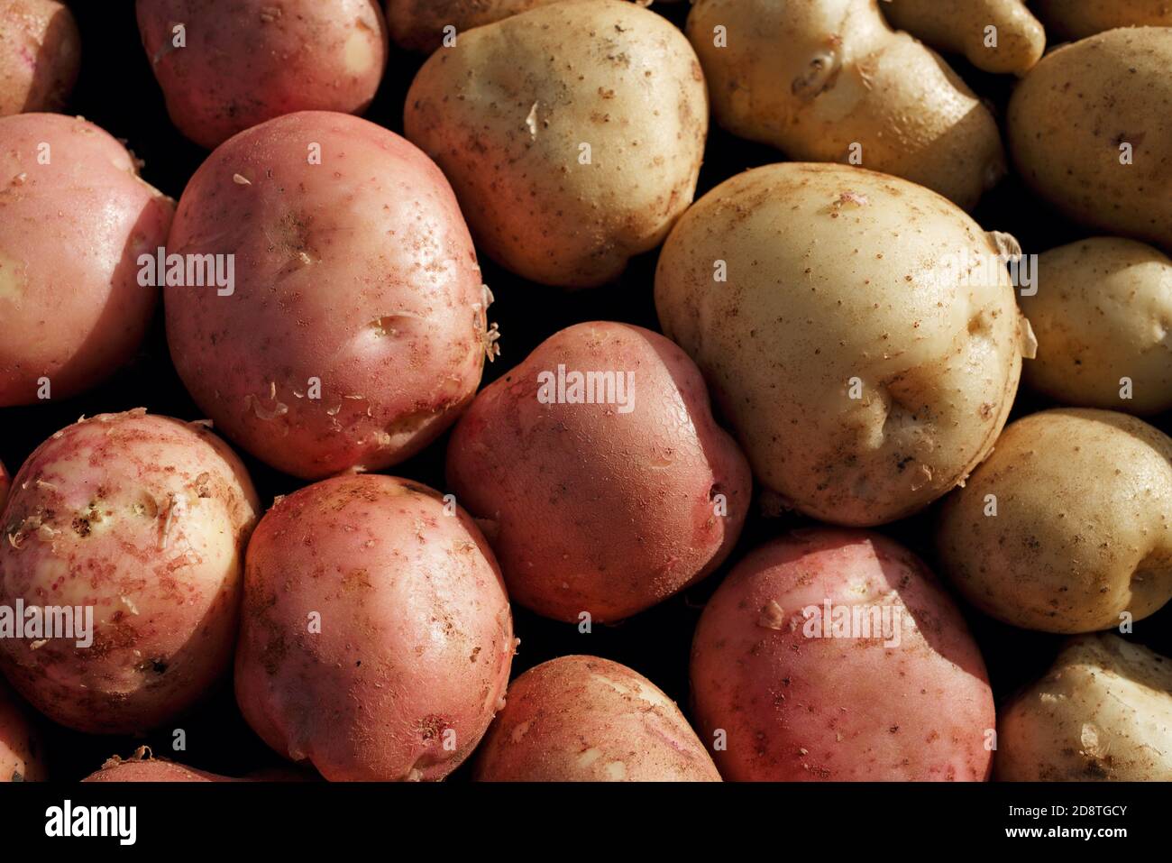 Fresh potato crop in full screen. White and red potato variety Stock Photo