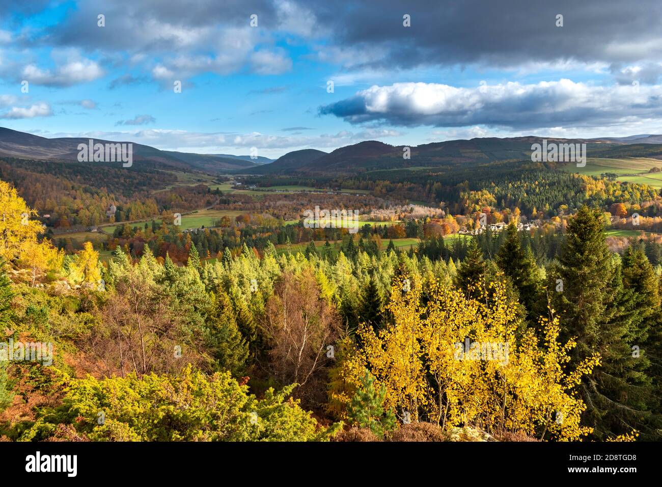 BALMORAL ESTATE RIVER DEE VALLEY ABERDEENSHIRE SCOTLAND YELLOW ASPEN