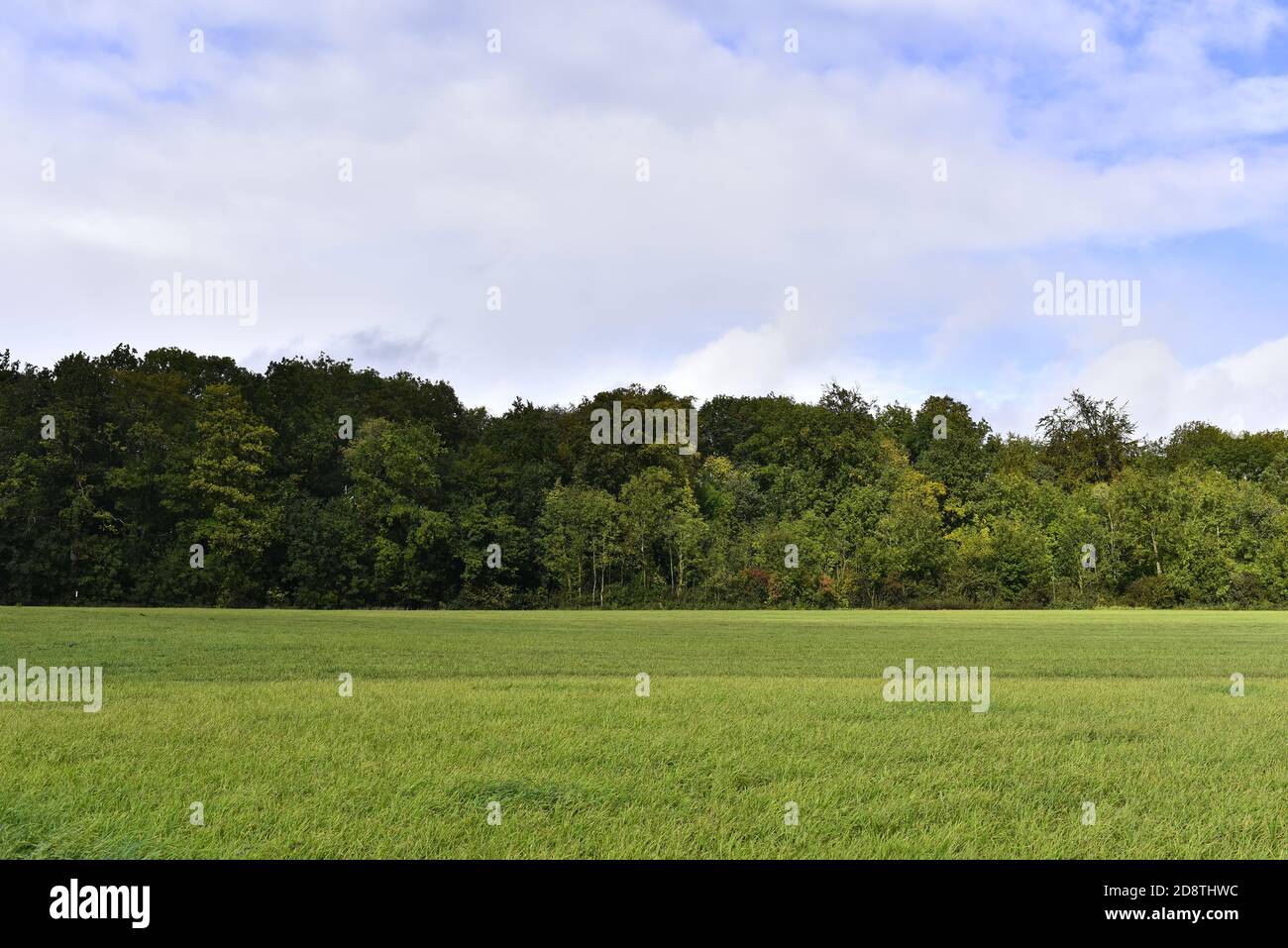 Summer landscape with a field of grass, blue sky, and sun Stock Photo ...