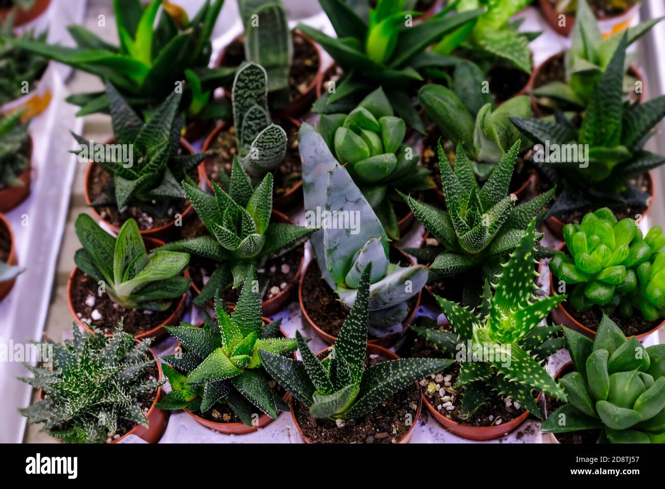 Multiple Cacti Many different cacti in flowerpots mix selling in flowers store, top ...