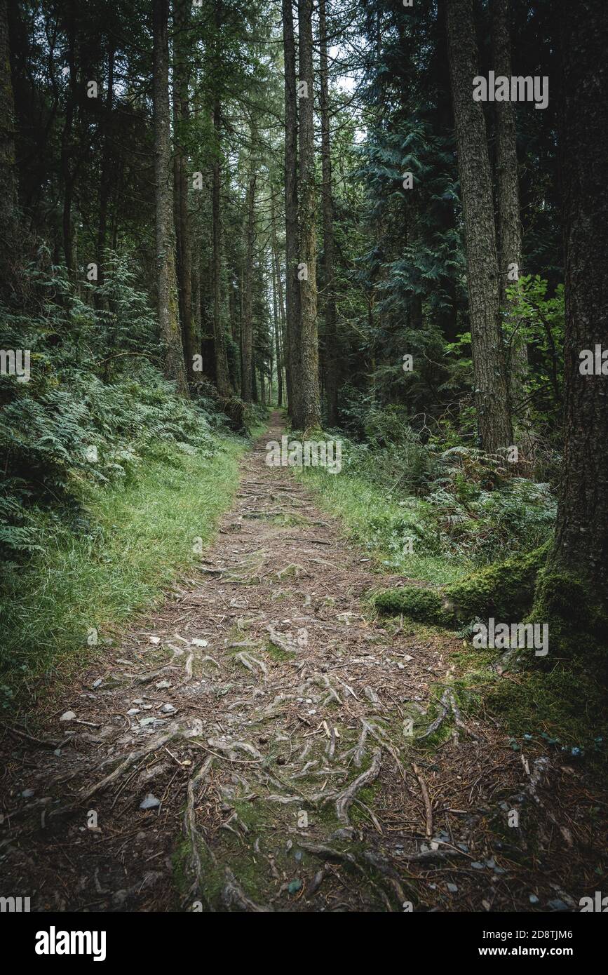 Trail in the forest with tree roots in the foreground. Cae'n y Coed, Gwydir Forest Park, Snowdonia National Park, Wales Stock Photo