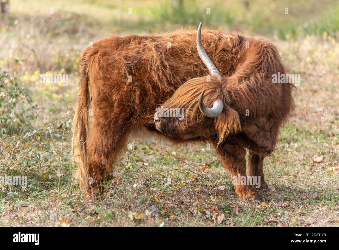 Highland cattle in a pasture in autumn in France Stock Photo - Alamy