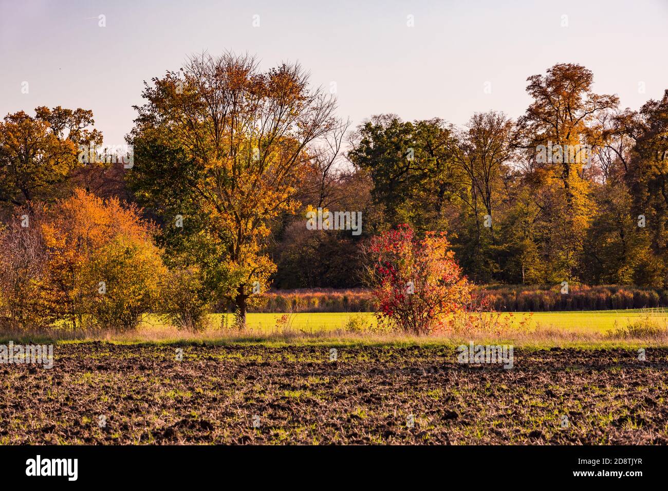 The lonely nature with many colored leaves on the ground in an autumn mood in Germany Stock Photo