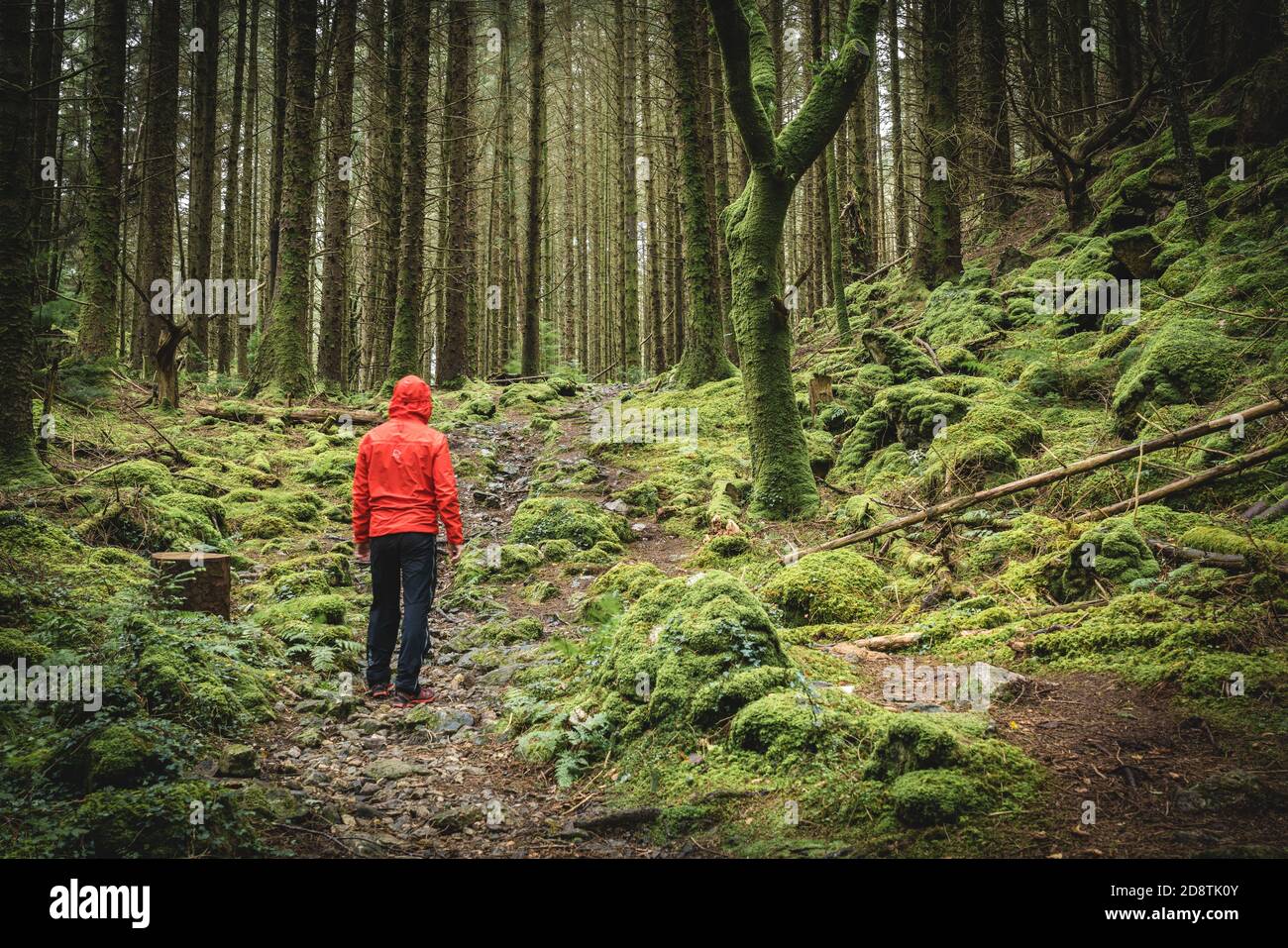 Walker stands among moss-covered rocks in the forest near Betws-y-Coed. Gwydir Forest in Snowdonia National Park, Wales Stock Photo