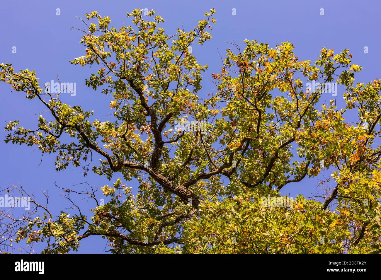 In a mixed forest in autumn there is an autumn mood as well as a stron German oak Stock Photo