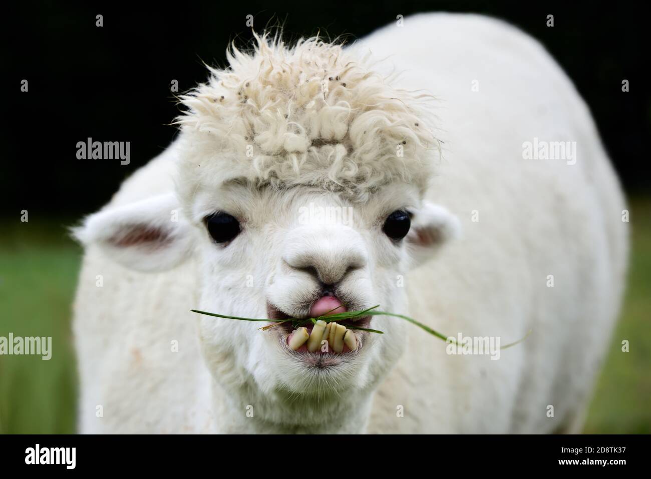 Animal crooked teeth hi-res stock photography and images - Alamy Animal crooked teeth hi-res stock photography and images - Alamy