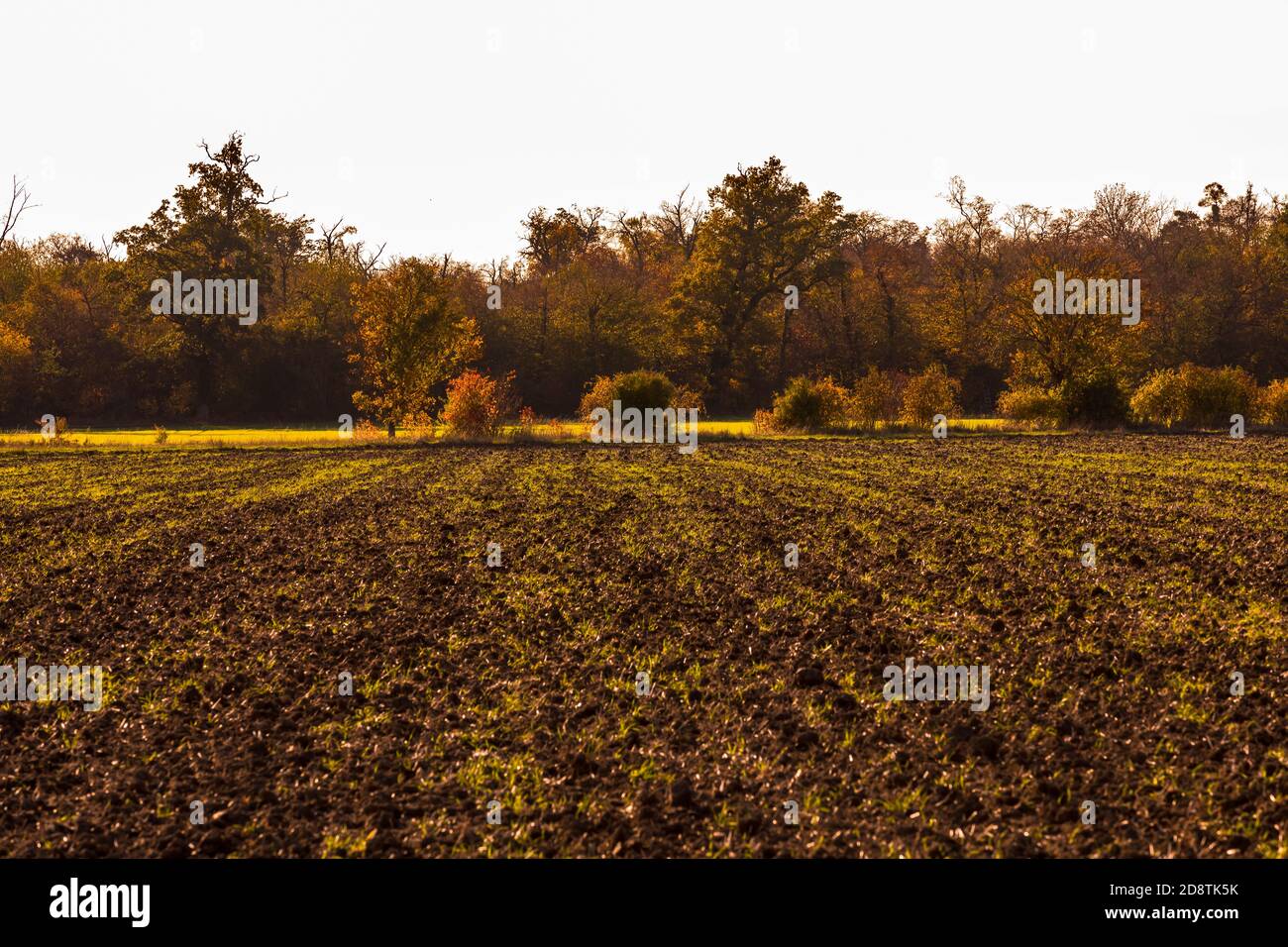 A lonely nature with many colored leaves in an autumn mood in Germany Stock Photo