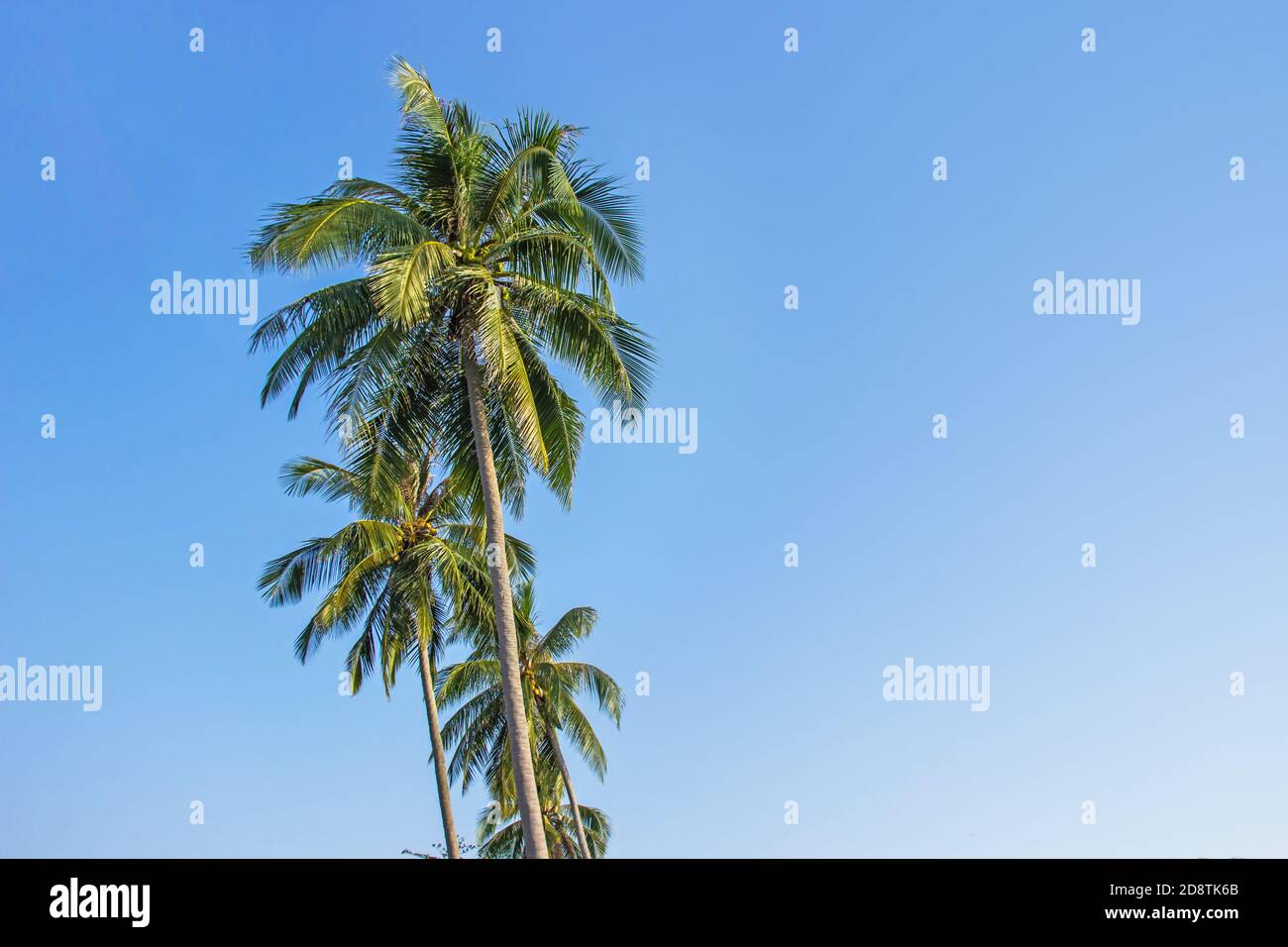 Palm Trees And The Sky Bright On Beautiful Tropical Beach At Koh Kood Island Trat Province Thailand Stock Photo Alamy