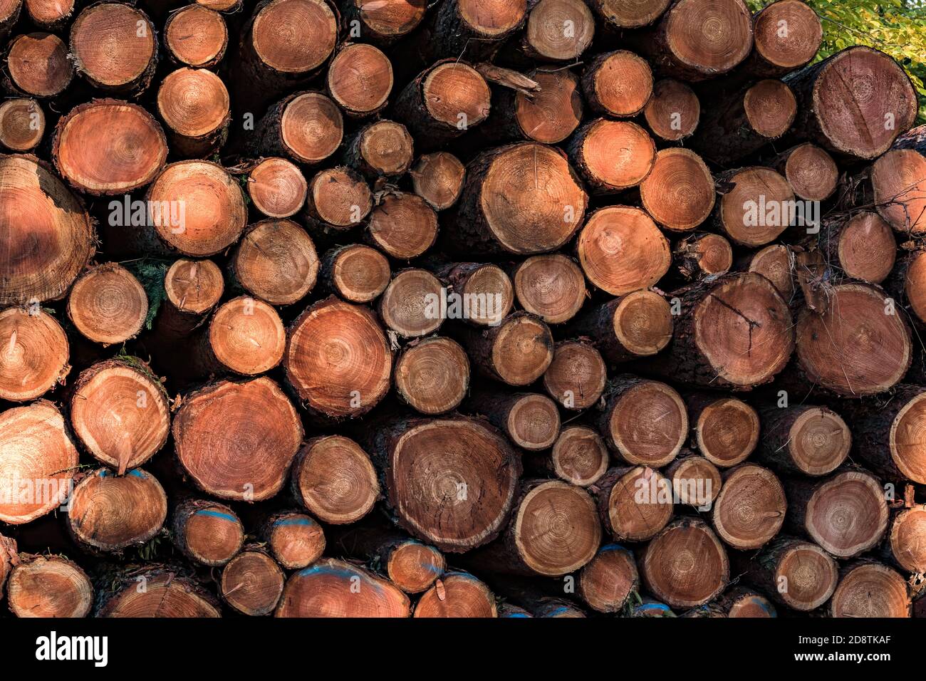 The distinctive grain of felled tree trunks with wooden rings and many cracks Stock Photo