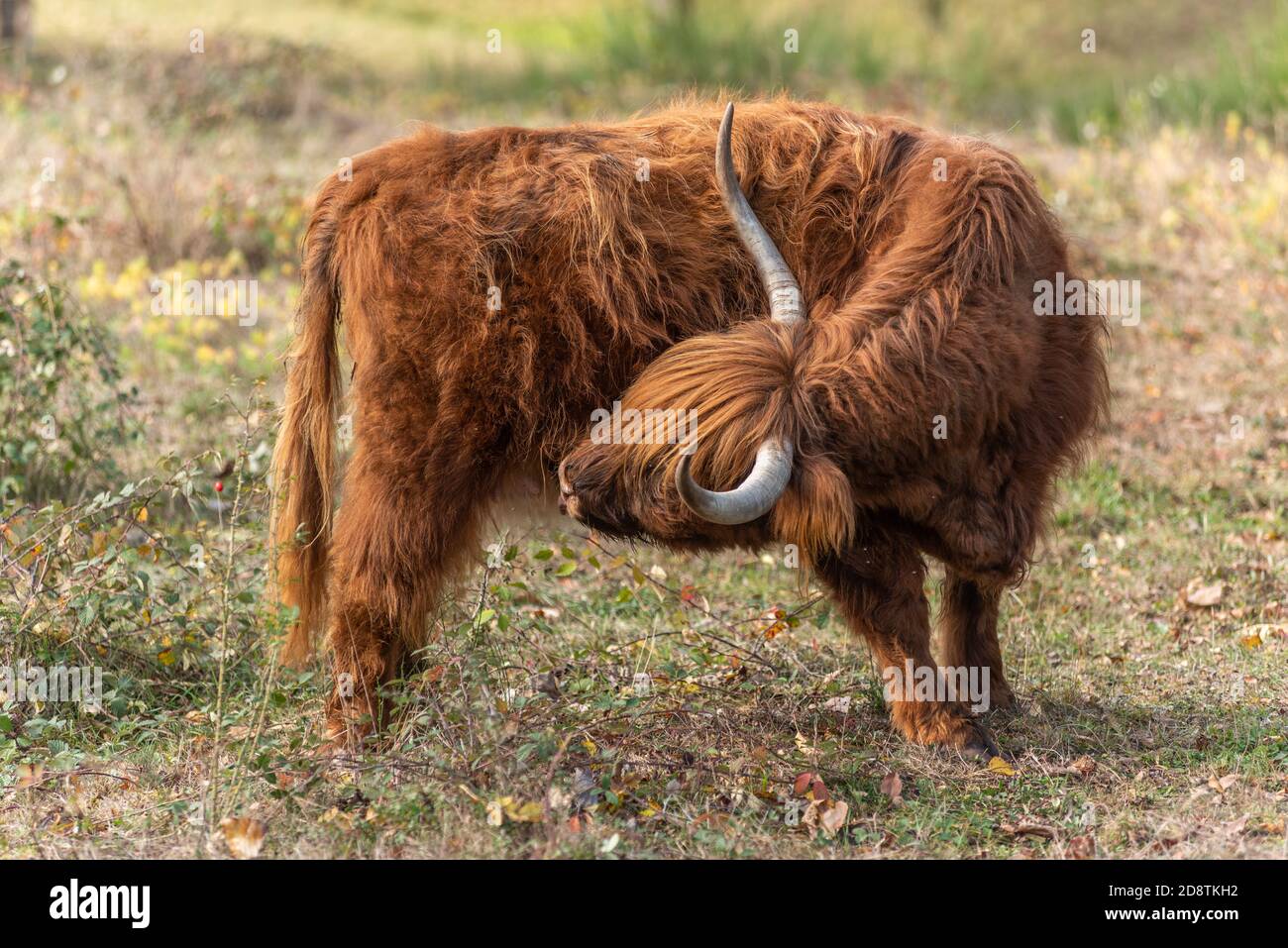Highland cattle in a pasture in autumn in France Stock Photo - Alamy