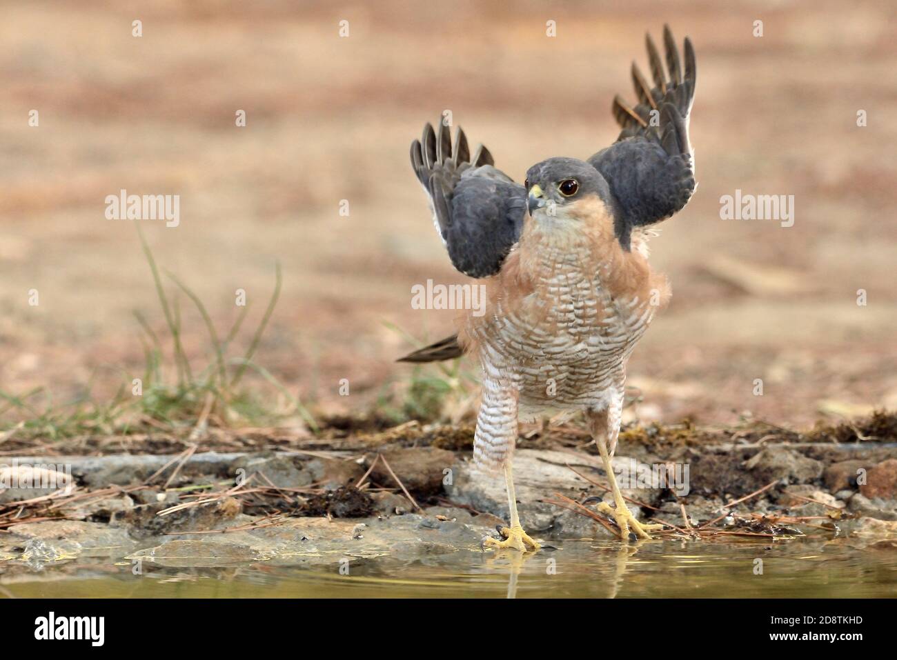 Young Sparrowhawk High Resolution Stock Photography and Images - Alamy