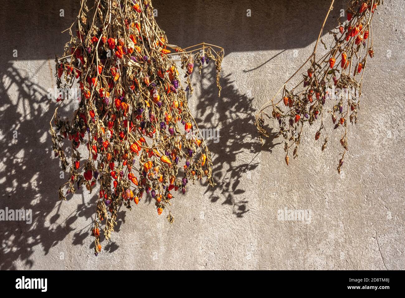 Hot peppers drying in the sun on an organic farm in France Stock Photo ...