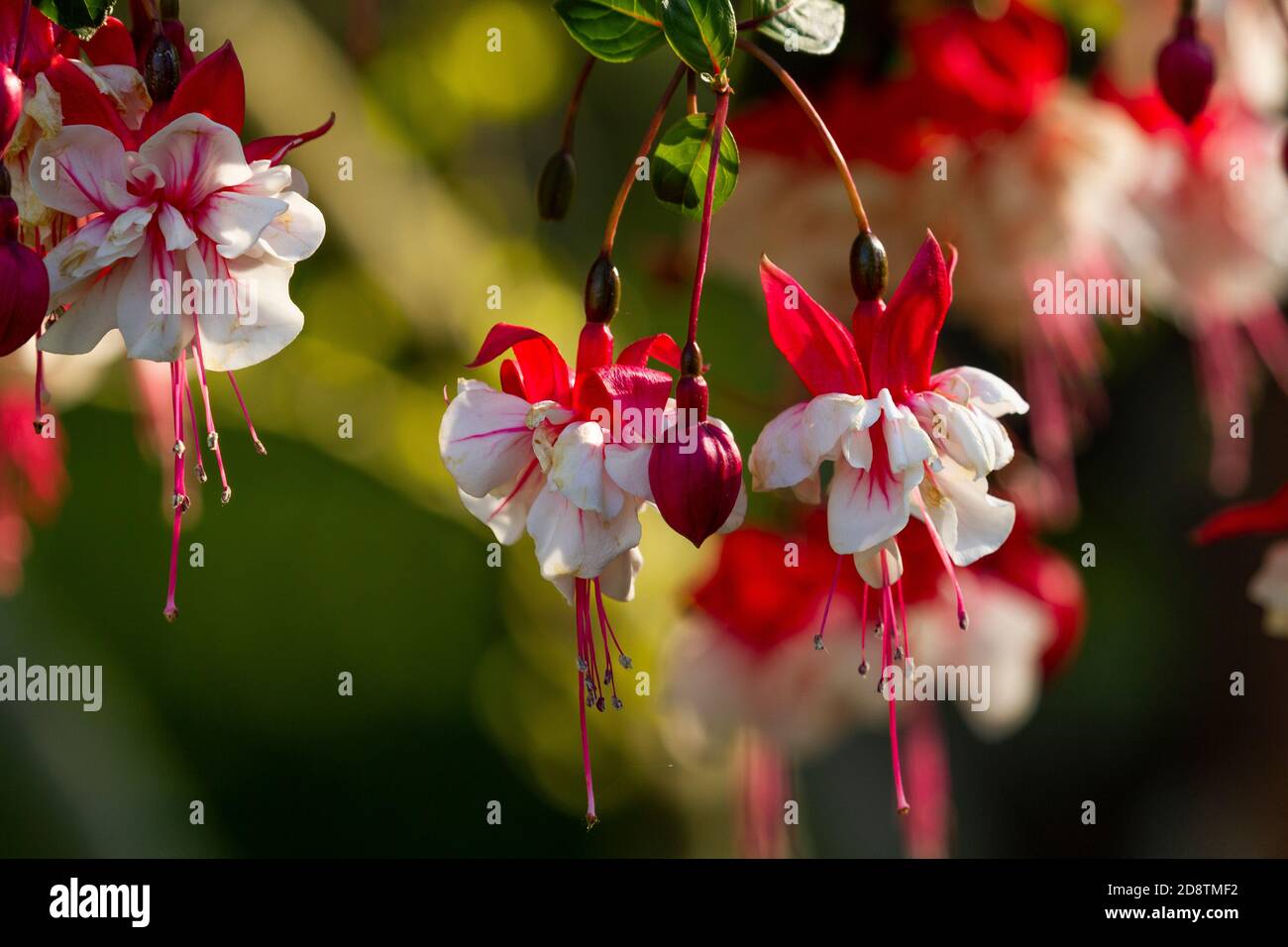 Floral colour flowers hi-res stock photography and images - Alamy