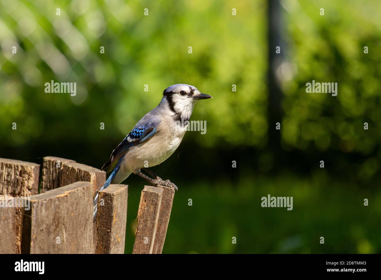 Backyard bird Stock Photo