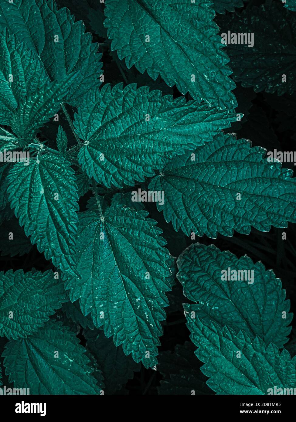 Vertical closeup shot of dark green poison ivy leaves Stock Photo Alamy