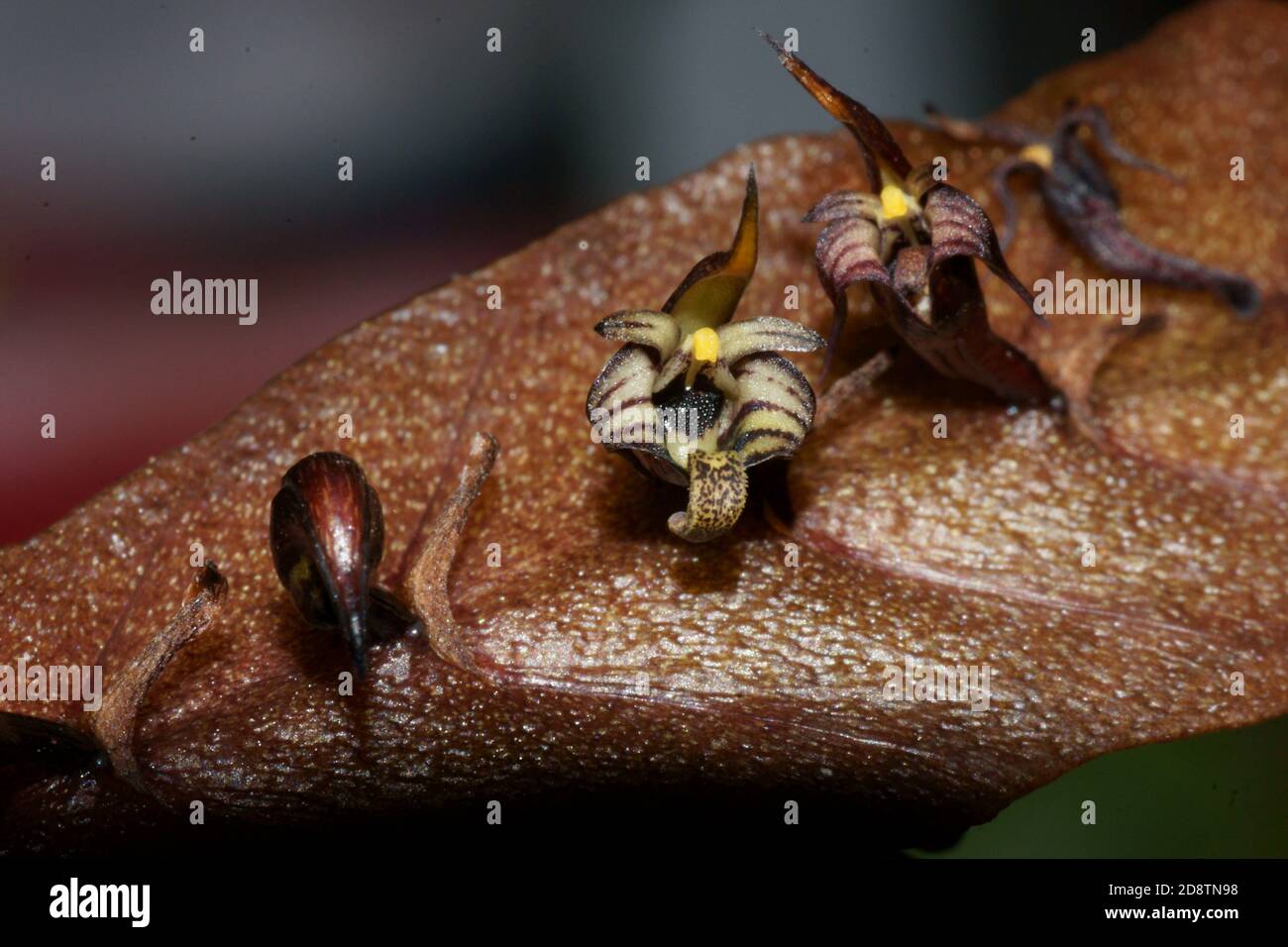 Bulbophyllum maximum Stock Photo