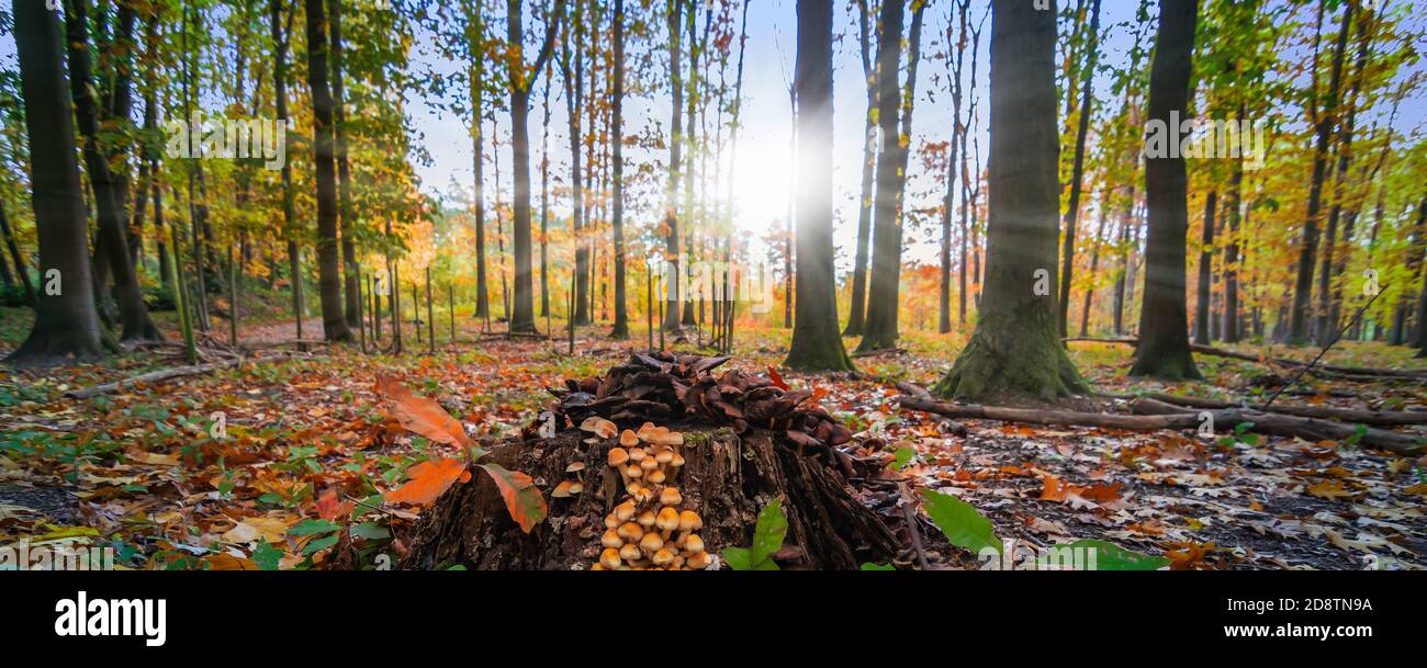 Small mushrooms on tree trunk in the autumn forest Stock Photo - Alamy
