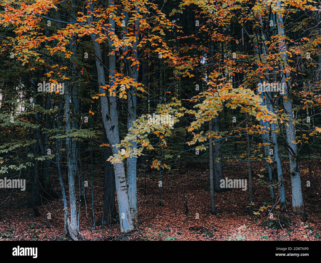 Beautiful autumn trees in a forest Stock Photo - Alamy