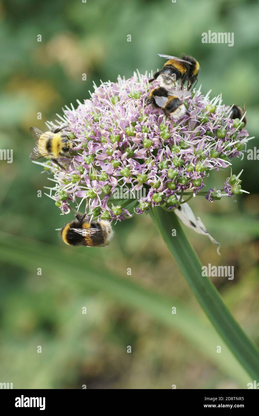 Bumble bees on Allium Stock Photo
