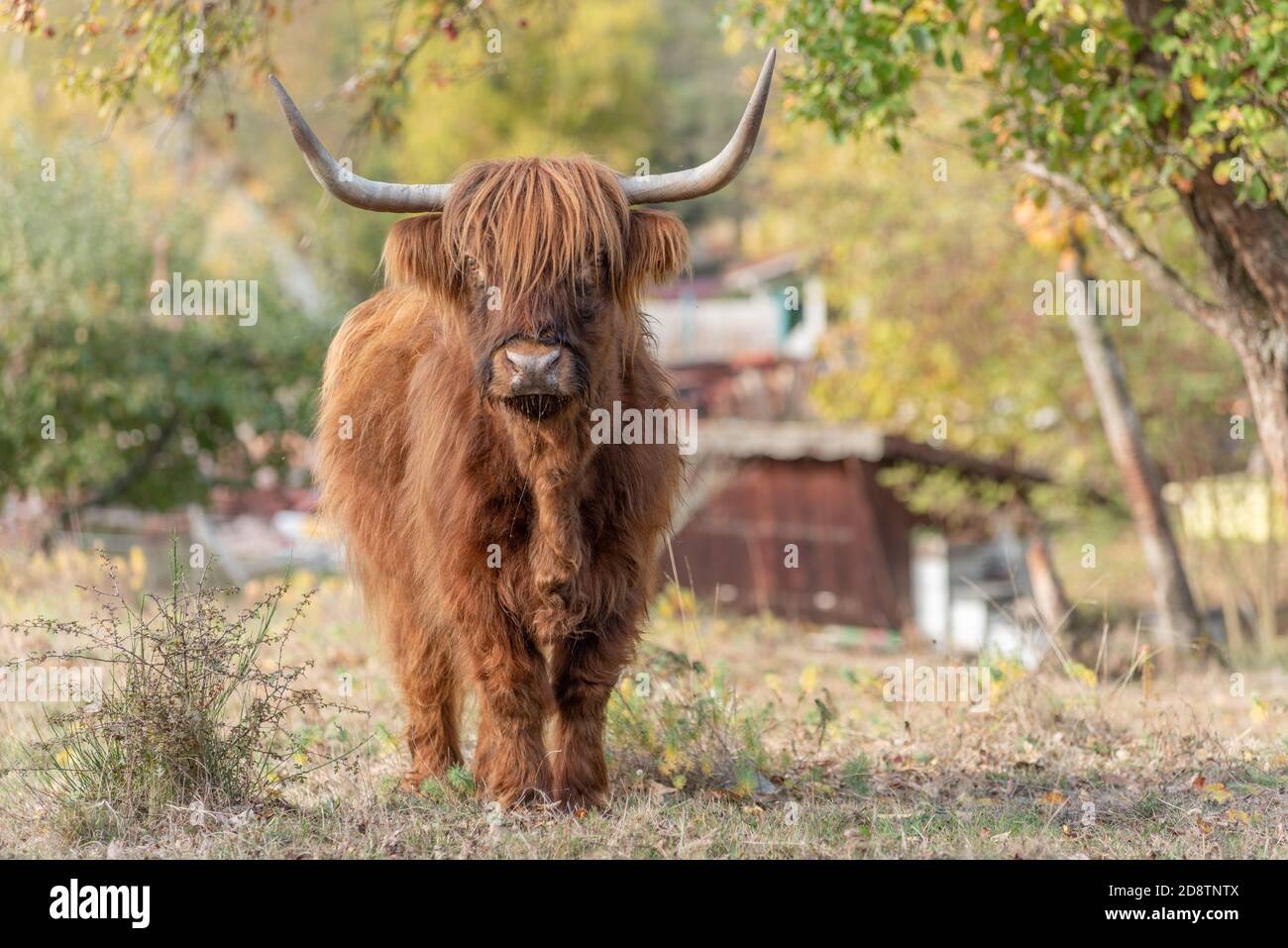 Highland cattle in a pasture in autumn in France Stock Photo - Alamy
