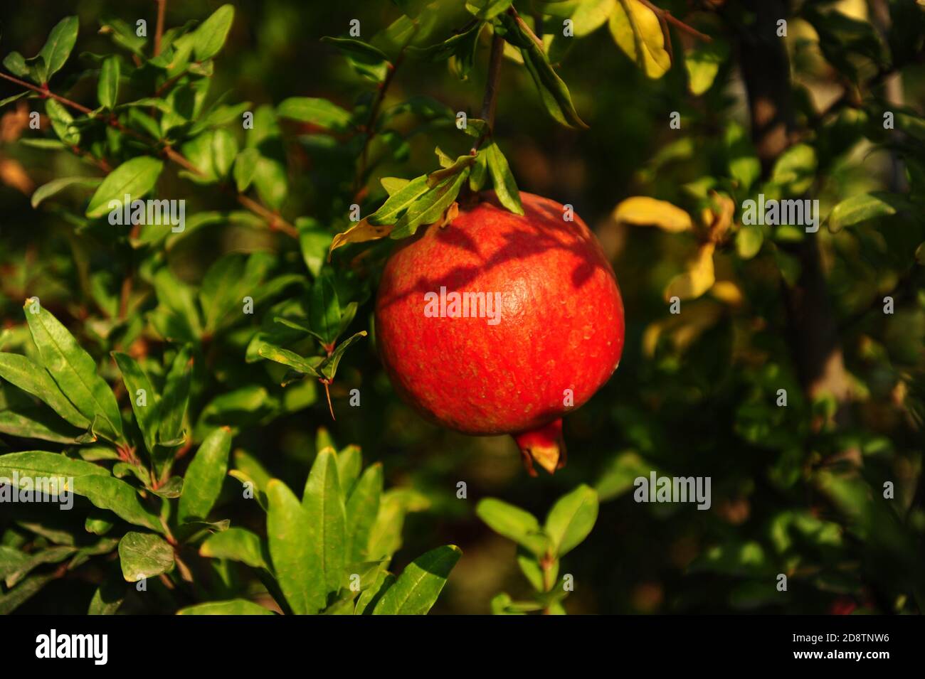 Pomegranate grows on a tree in a grove Stock Photo