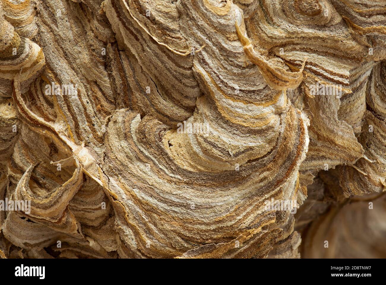 Bug With Pulp Wasp nest close up detail of paper nest showing the broken down wood ...
