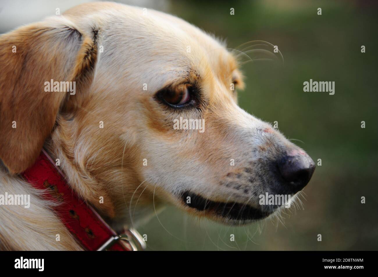 Very sad dog in the green park Stock Photo