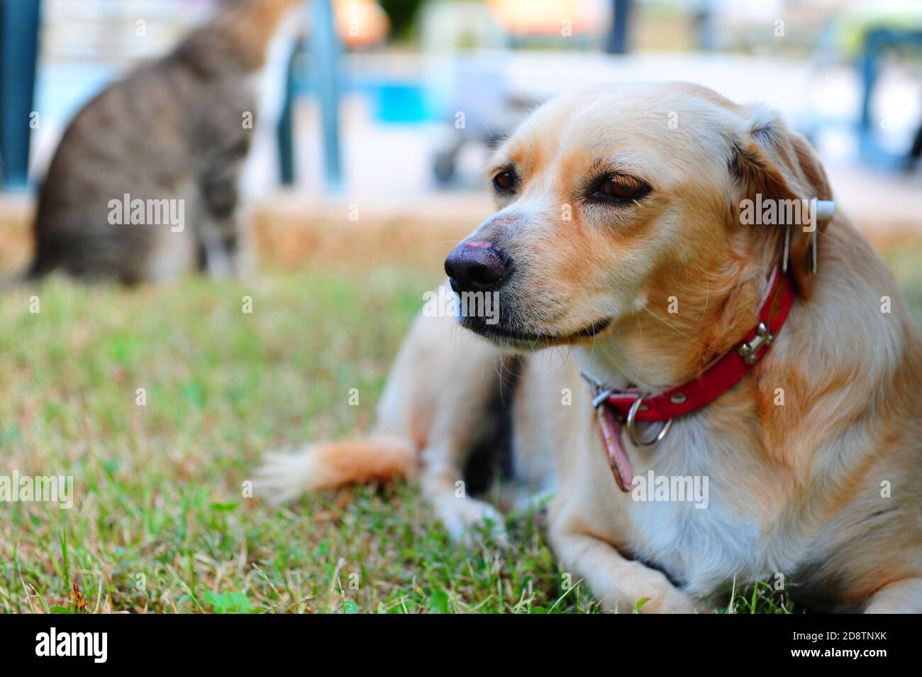 The dog lies in the park on the grass Stock Photo