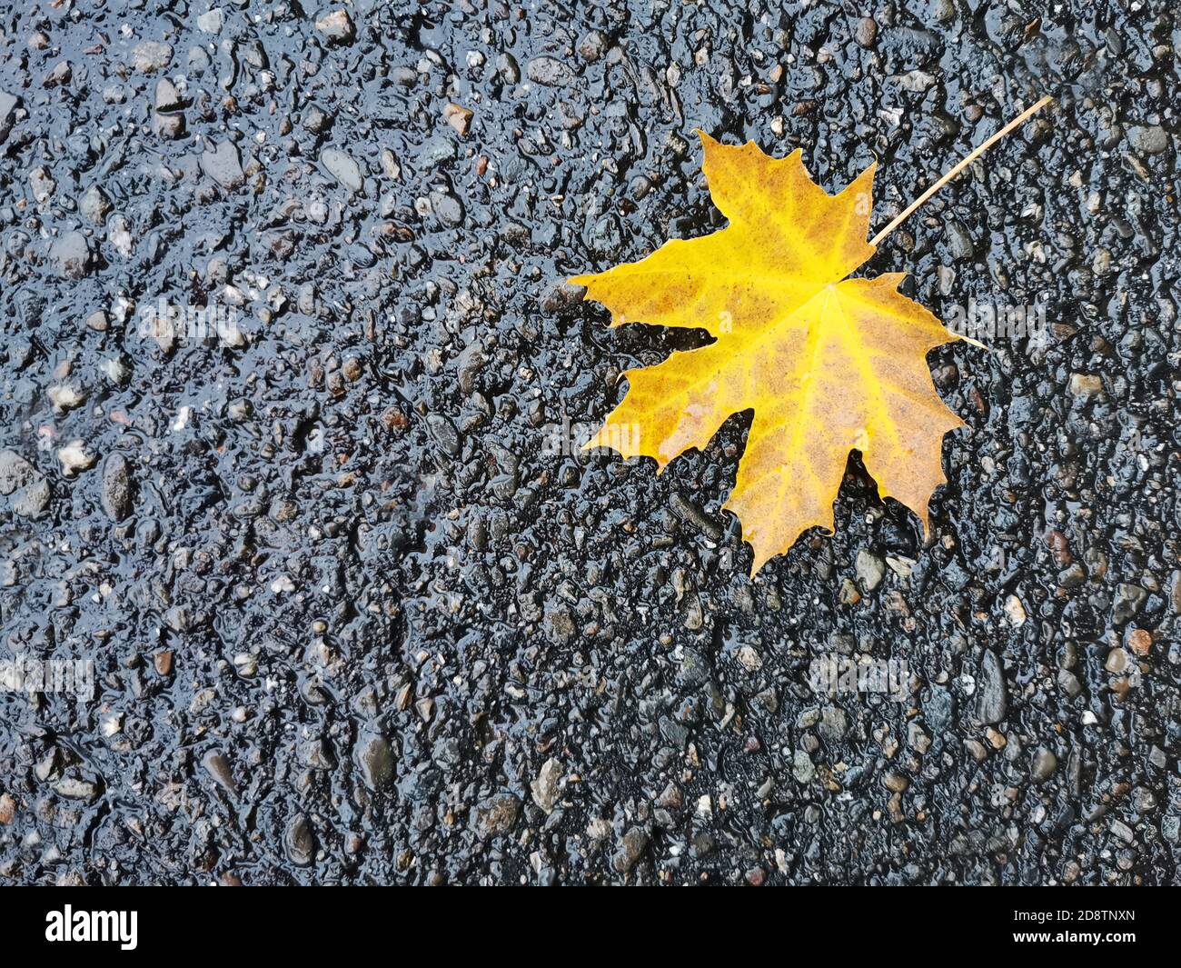 gold colored maple leaf lying on a wet street, autumn background with copy space Stock Photo