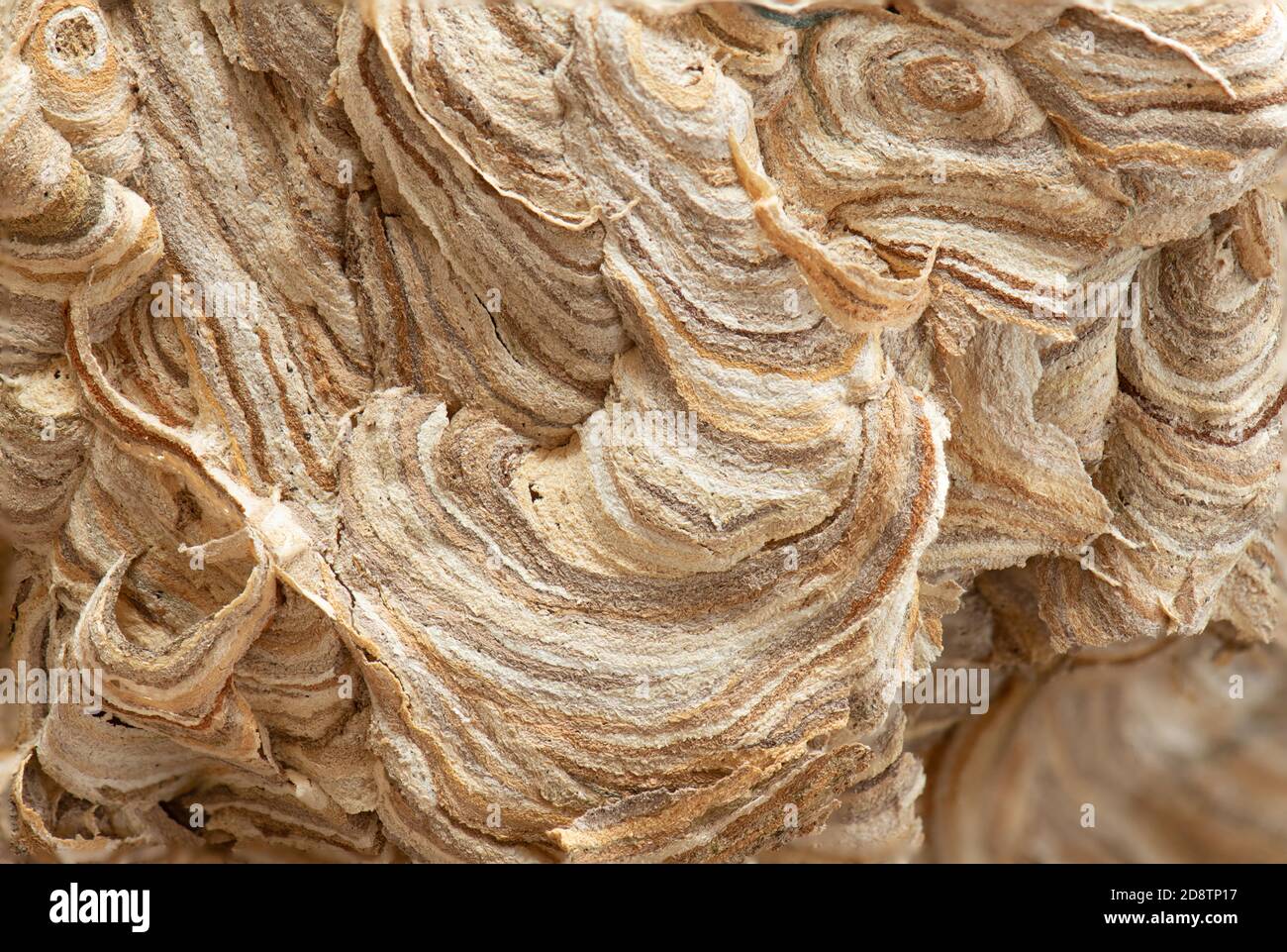 Wasp nest close up detail of paper nest showing the broken down wood fibre which has been mixed with saliva to create soft paper pulp Stock Photo