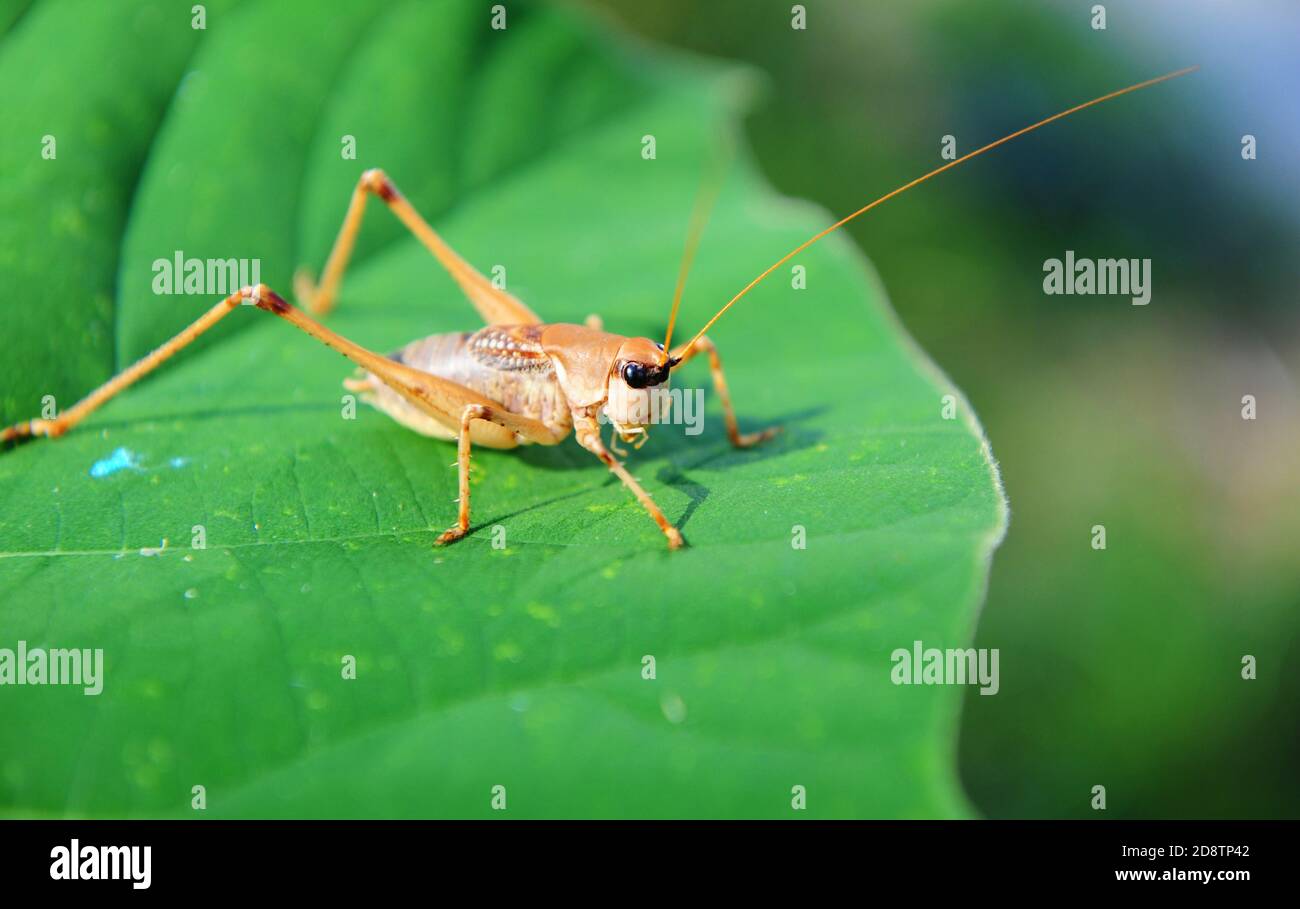 Grasshopper is sitting on the large green leaf and basking in the sun Stock Photo