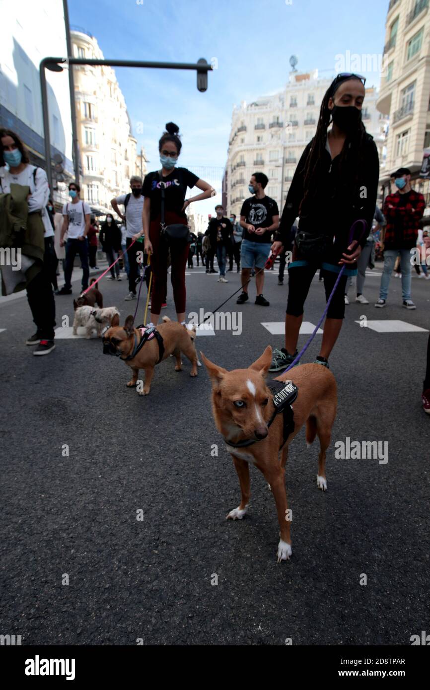 Madrid, Spain; 01/11/ Since November Antispecista summon the demonstration today, November 1, 2020 in Madrid for the end of speciesism under the slogan: Respect and Freedom for animals. Let's fight until the Madrid, Spain; 01/11/ Since November Antispecista summon the demonstration today, November 1, 2020 in Madrid for the end of speciesism under the slogan: Respect and Freedom for animals. Let's fight until the
