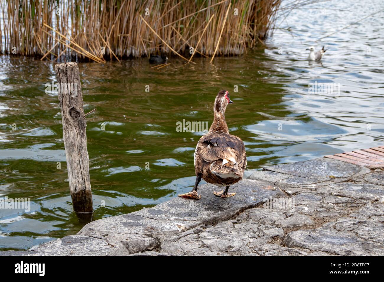 Lake Rash Duck A duck on the shore of the lake scratches itself and looks at the ...