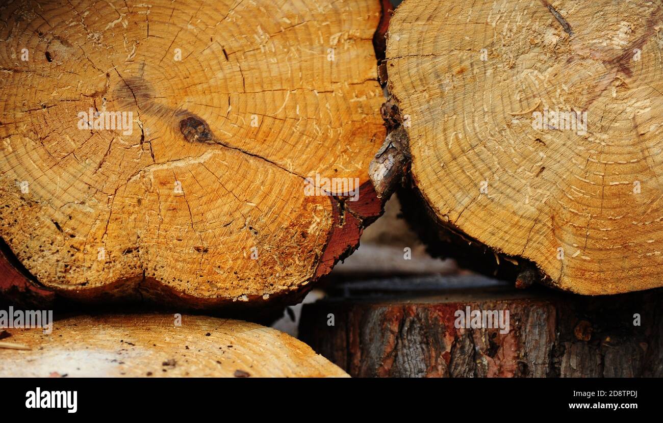 Pile of cut down and beautifully laid logs on the logging site Stock Photo