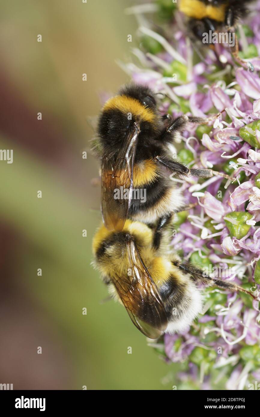 Bumble bees on Allium Stock Photo