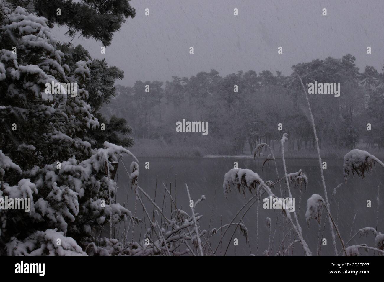 Late season snow on the Jersey Shore provides large snowflakes giving a stunning late winter background. Stock Photo