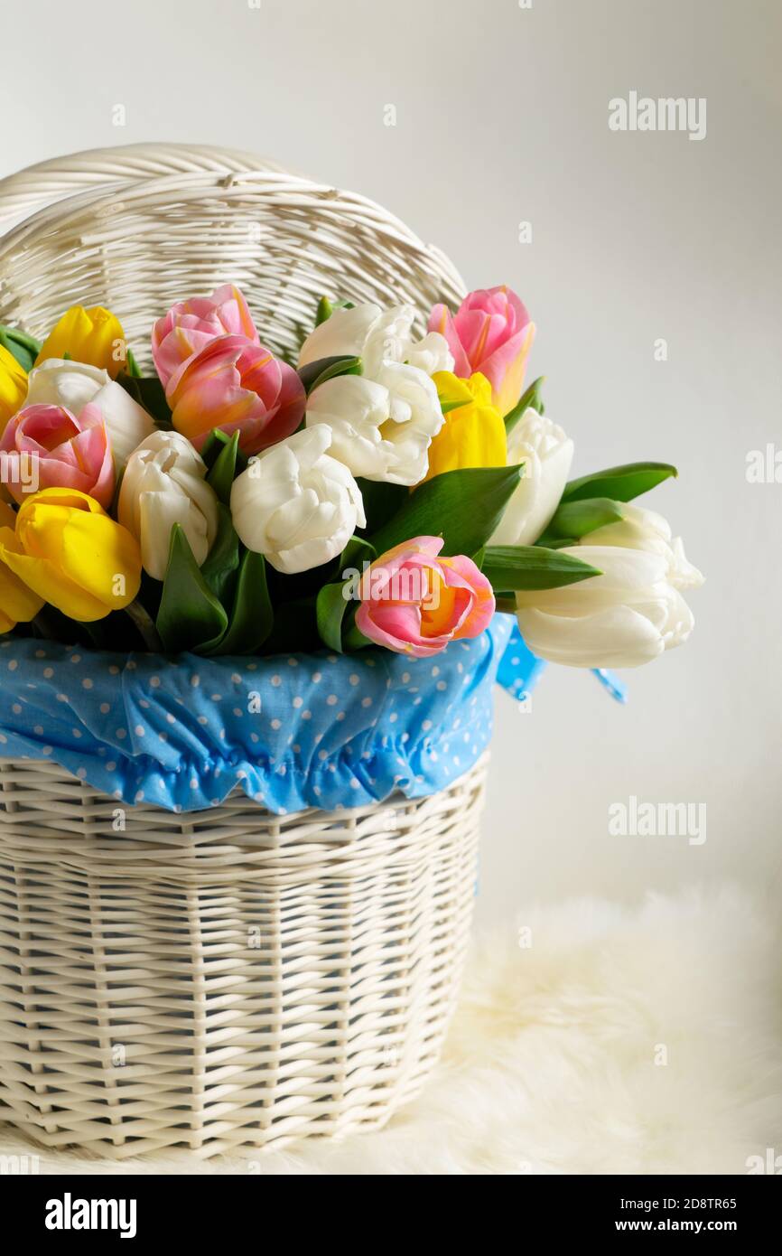 Spring pink, yellow and white tulips Stock Photo
