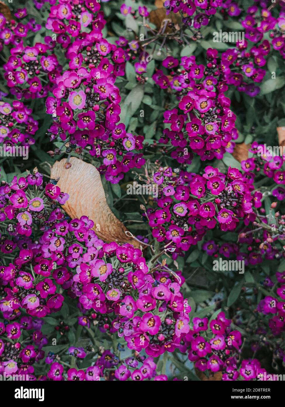 Closeup shot beautiful alyssum hi-res stock photography and images - Alamy