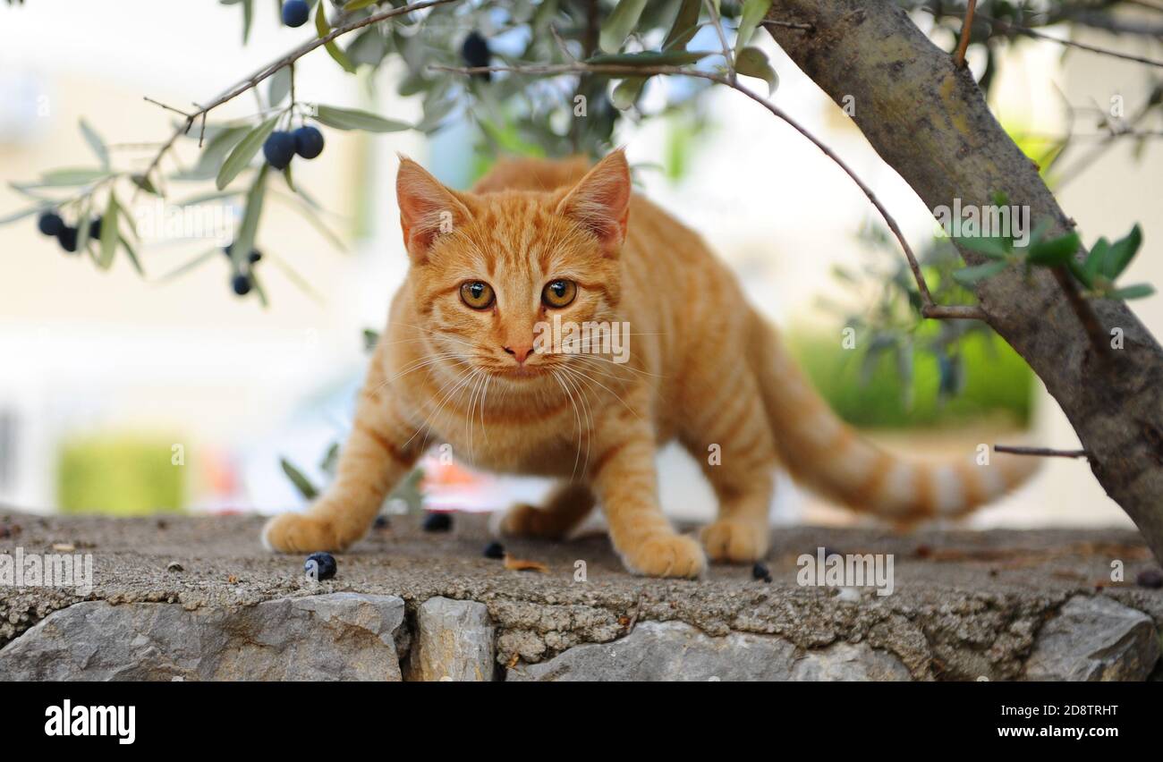 Little red kitten sits scared on the fence next to an olive tree Stock Photo