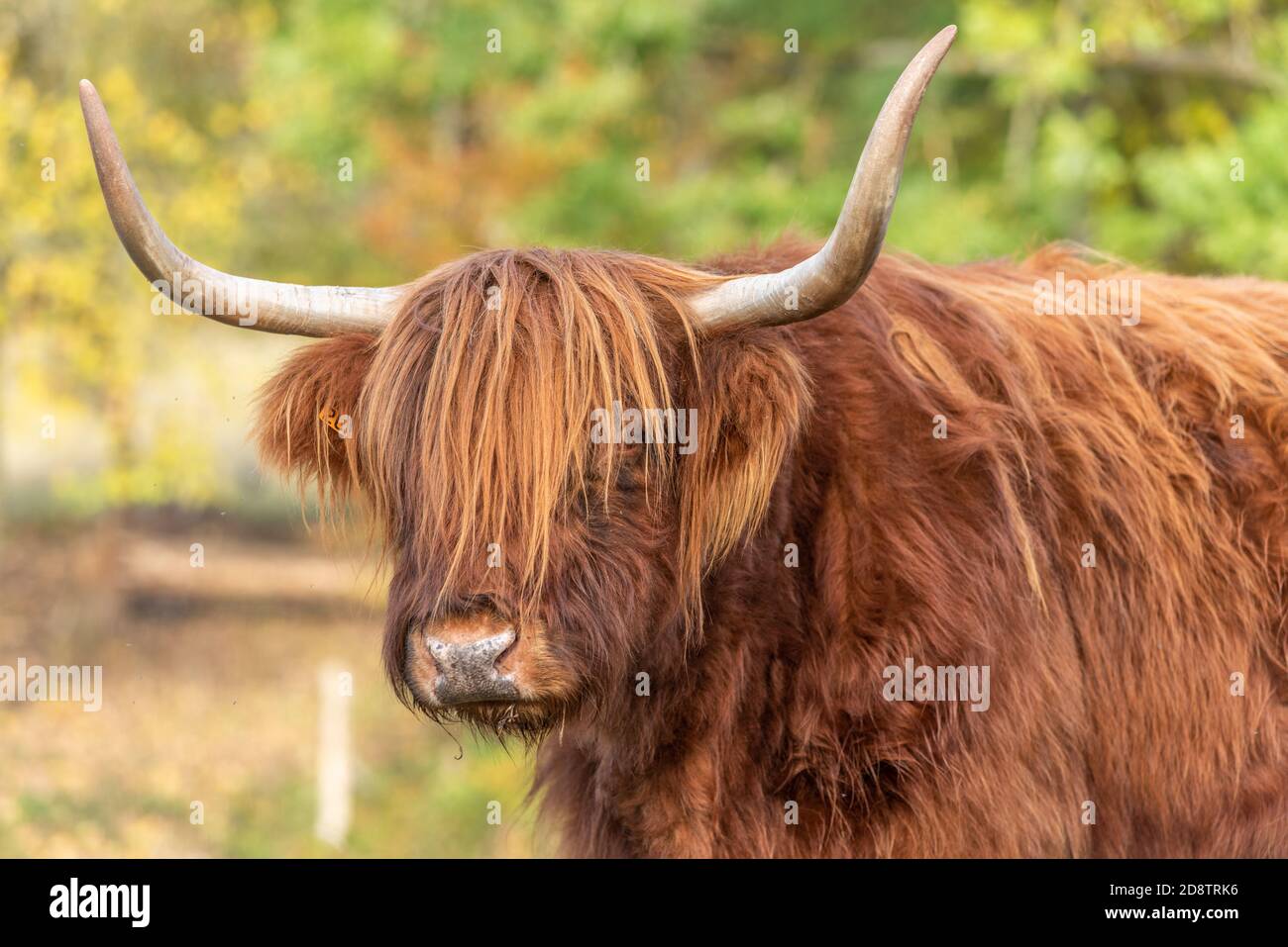 Highland cattle in a pasture in autumn in France Stock Photo - Alamy