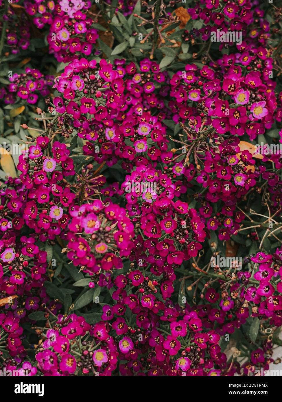 Closeup shot beautiful alyssum hi-res stock photography and images - Alamy
