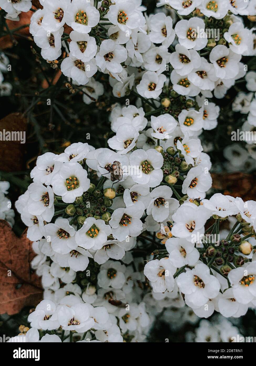 Vertical closeup shot of blooming white alyssum flowers Stock Photo - Alamy