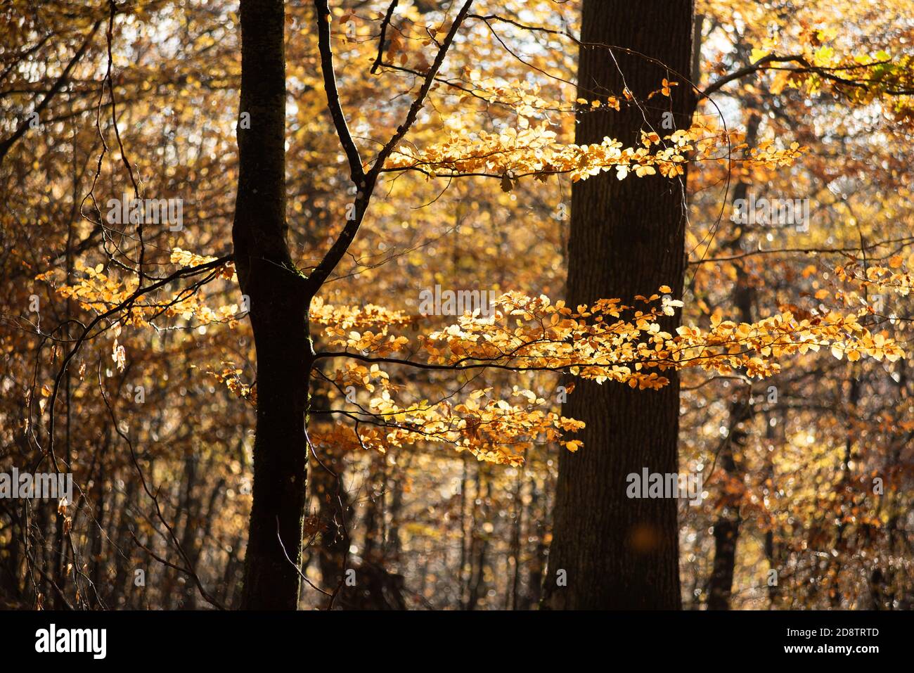 Beech forest with yellow leaves in autumn in France Stock Photo - Alamy