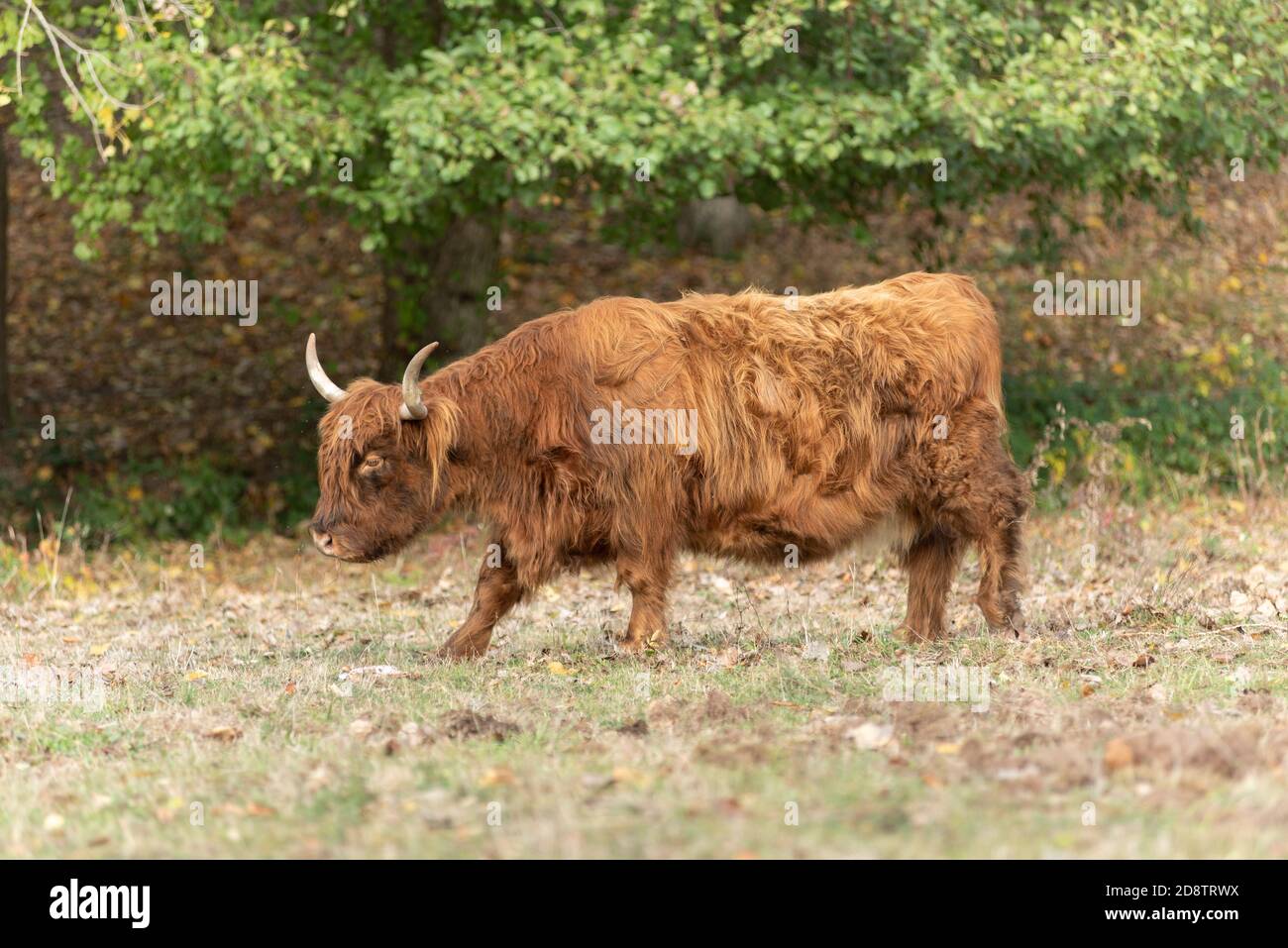 Highland cattle in a pasture in autumn in France Stock Photo - Alamy